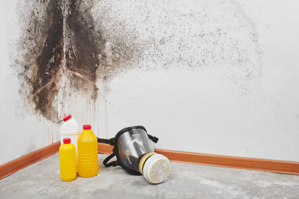 Crawl Space Mold Removal in Watauga, TX