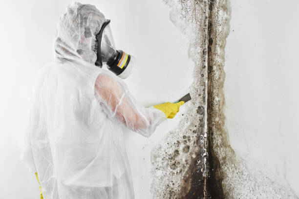 Professional Mold Removal in Watauga, TX