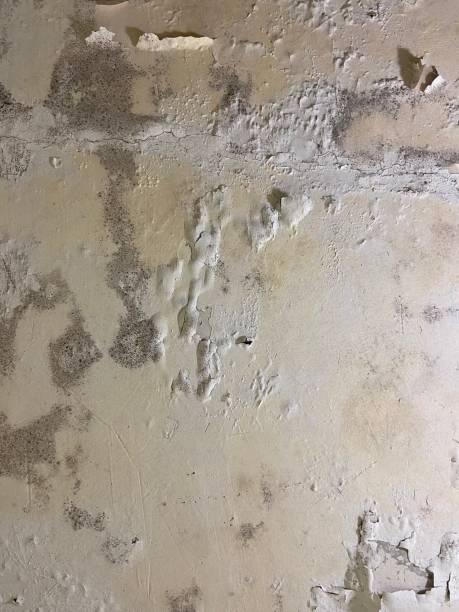 Best Mold Testing and Removal  in Watauga, TX