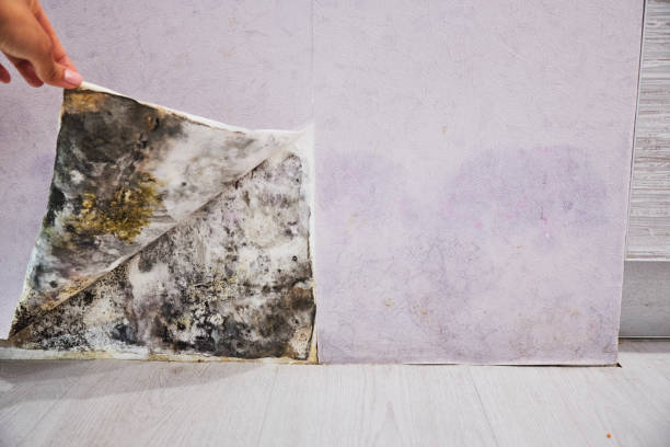 Best Certified Mold Removal  in Watauga, TX